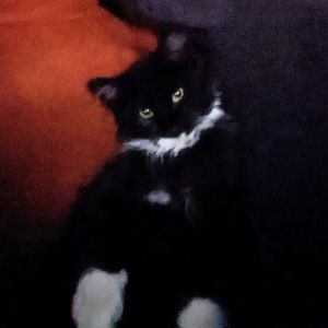 Meet your Posher, Morgan